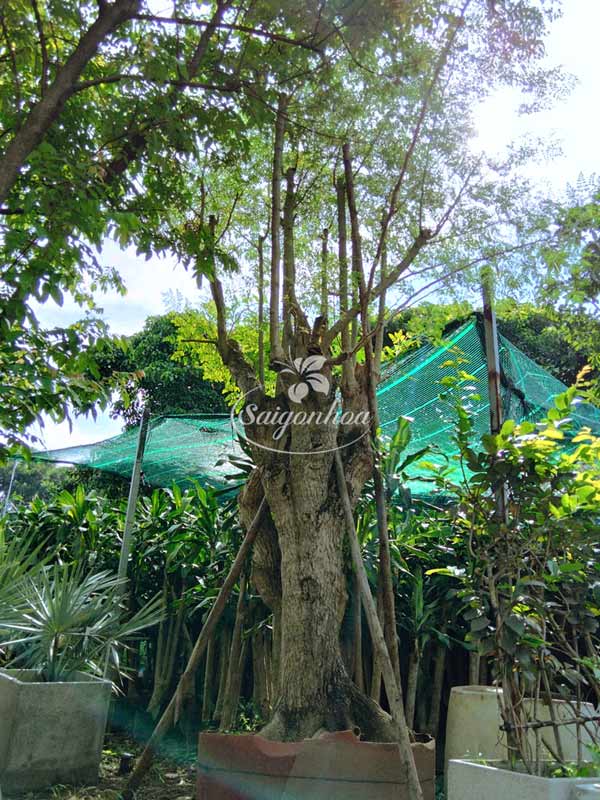 Cây Chùm Ngây Hoành 87