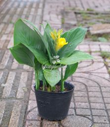 chuoi-thai-lun