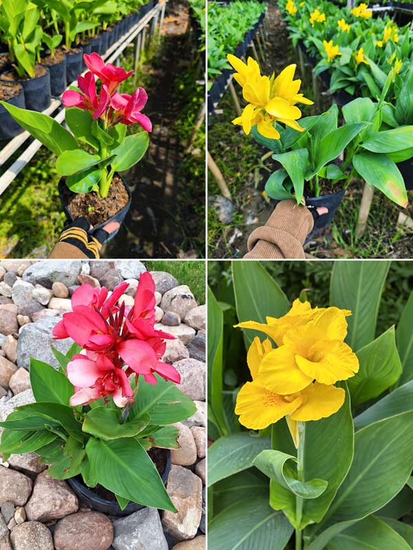 hoa-chuoi-thai-lun