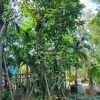man-hoanh-108