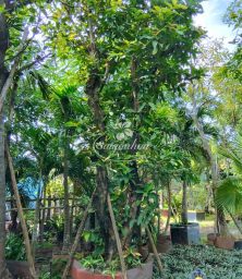 man-hoanh-108