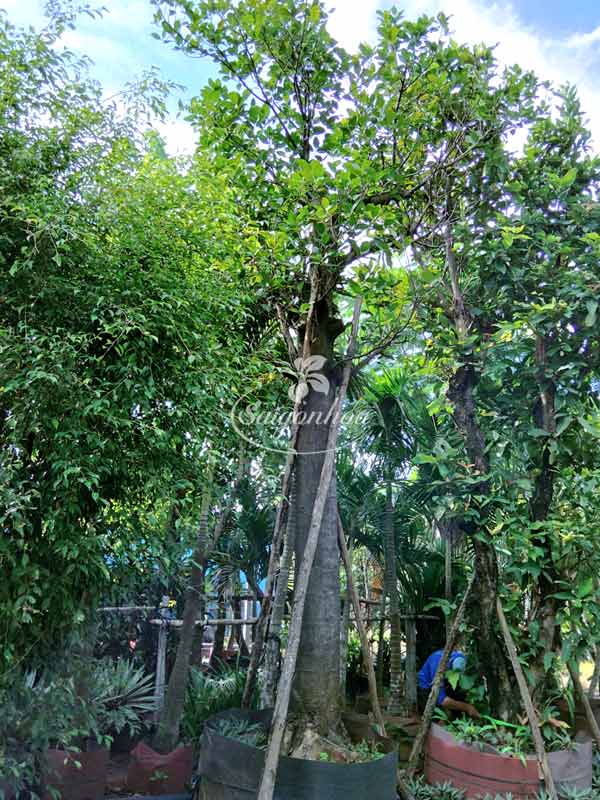 Cây Mít Hoành 118