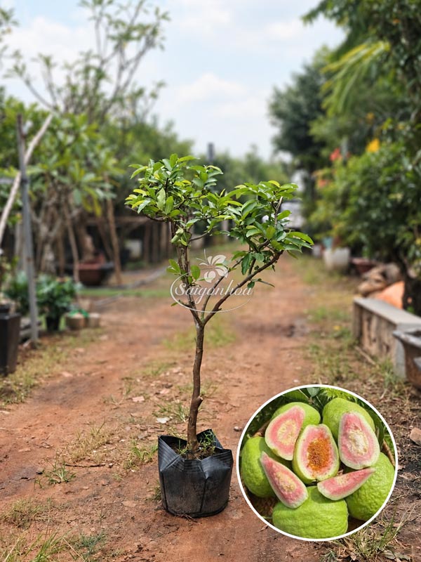 Cây Ổi Tân Châu