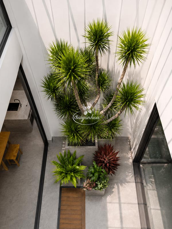 Bộ Cây Big Size Cho Giếng Trời