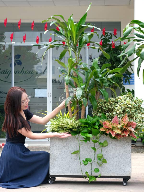 Phát Tài Phối Kết Chậu Đá Mài Chữ Nhật
