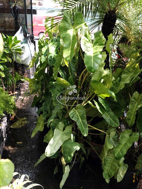 trau-ba-paraiso-leo-cot-3