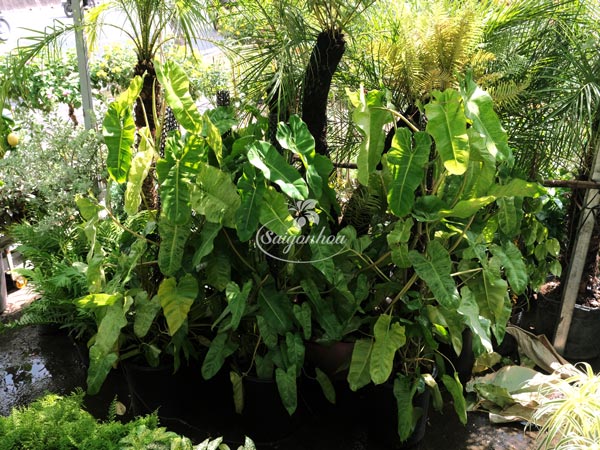 trau-ba-paraiso-leo-cot-9