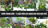 Vườn Trong Bồn