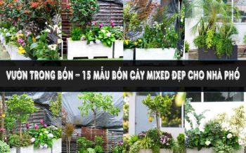 Vườn Trong Bồn