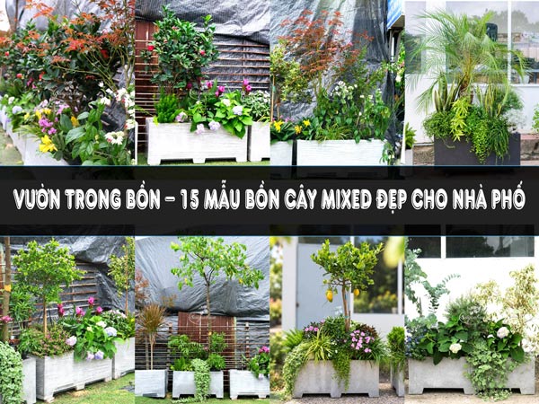 Vườn Trong Bồn