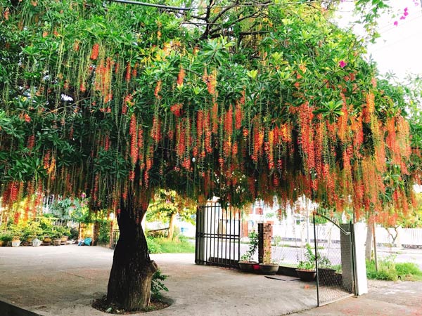cây chịu nắng
