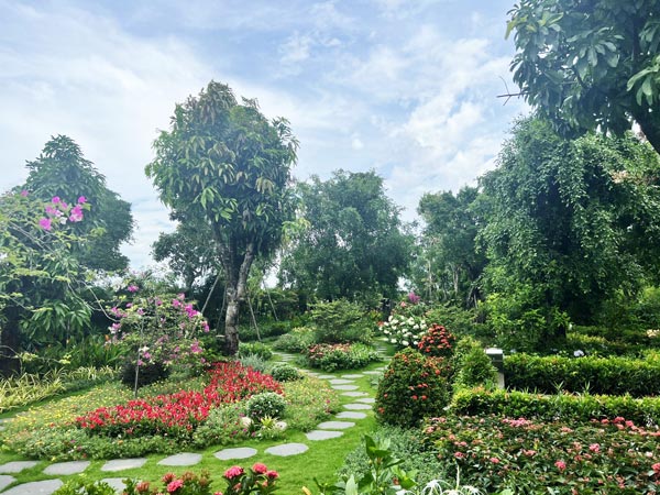 cây chịu nắng