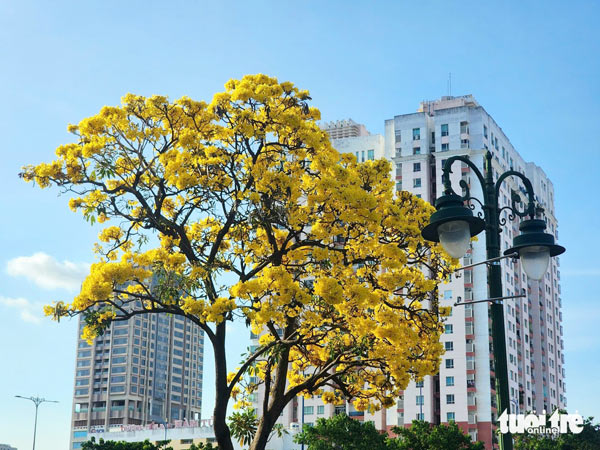 cây chịu nắng