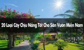 cây chịu nắng