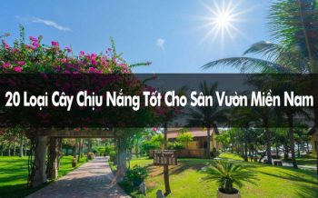 cây chịu nắng