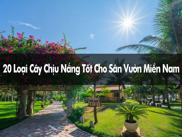 cây chịu nắng