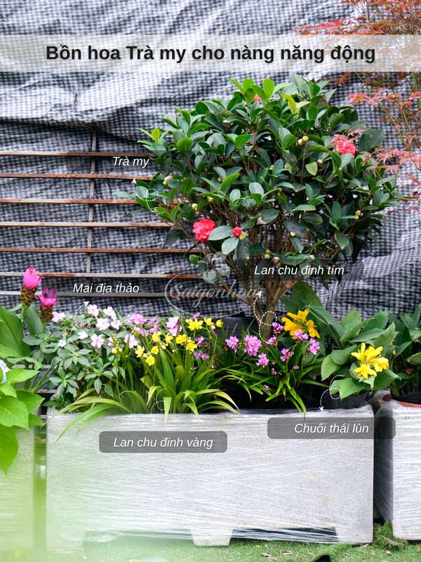 Vườn Trong Bồn