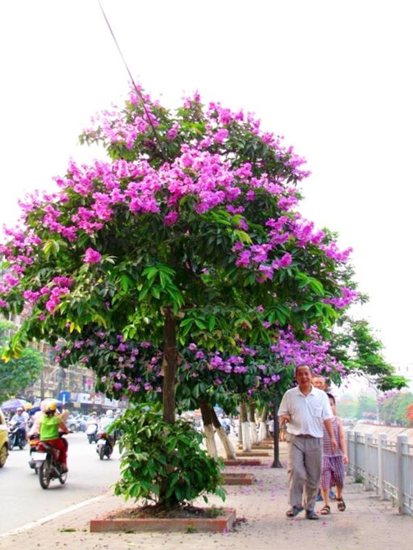 cây chịu nắng