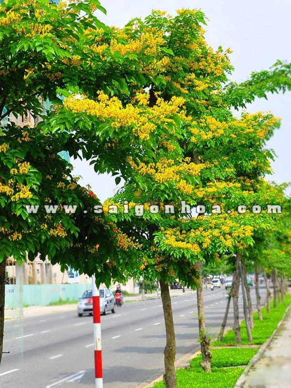 cây chịu nắng