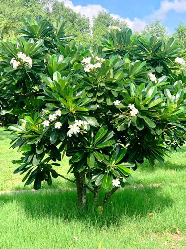 cây chịu nắng
