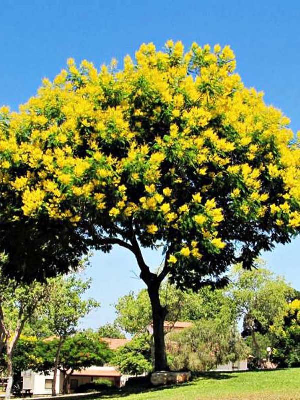 cây chịu nắng