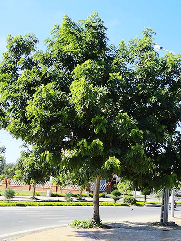 cây chịu nắng