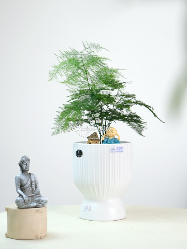 chau-su-ly-to-trang-1