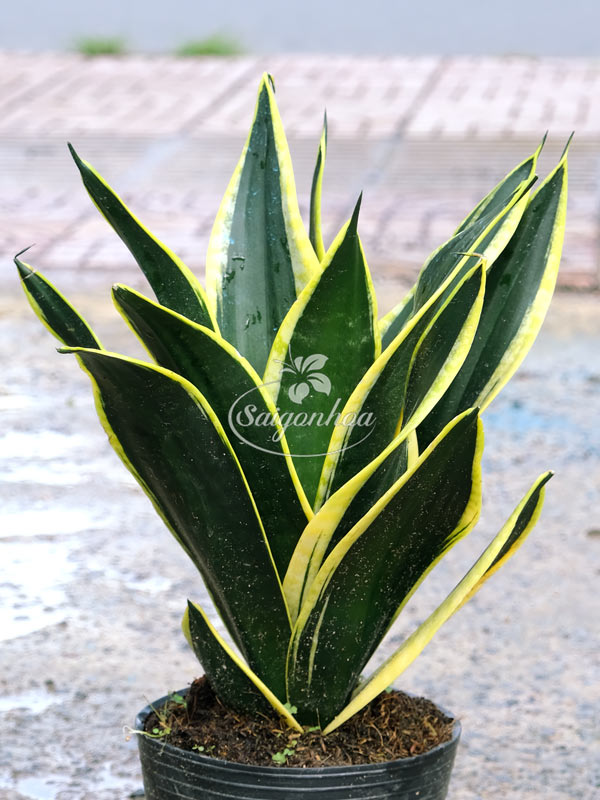 dac-diem-luoi-ho-ba-vuong