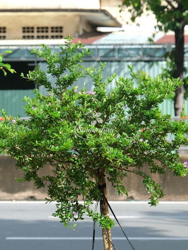 linh-sam-1-cot