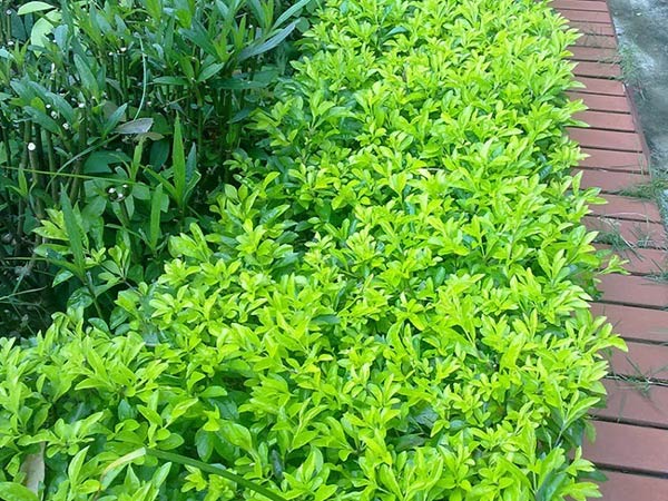cây chịu nắng