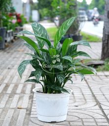 tieu-bach-ma-hoang-tu-4