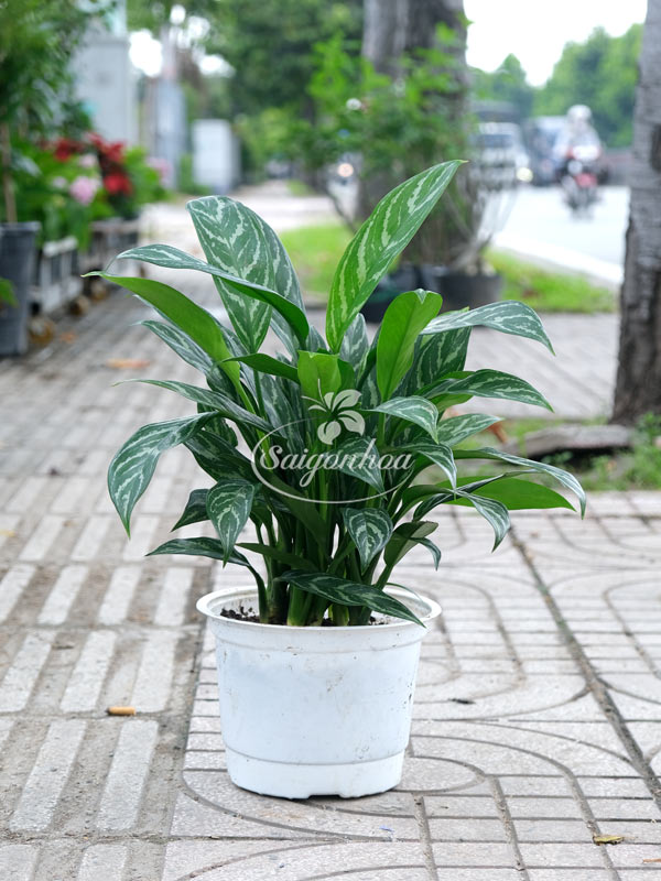 Tiểu Bạch Mã Hoàng Tử