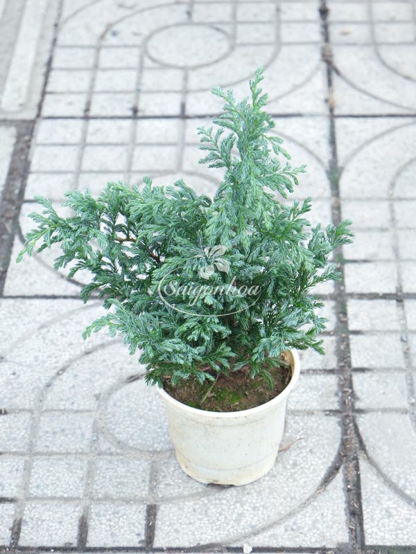 tung-tuyet-4