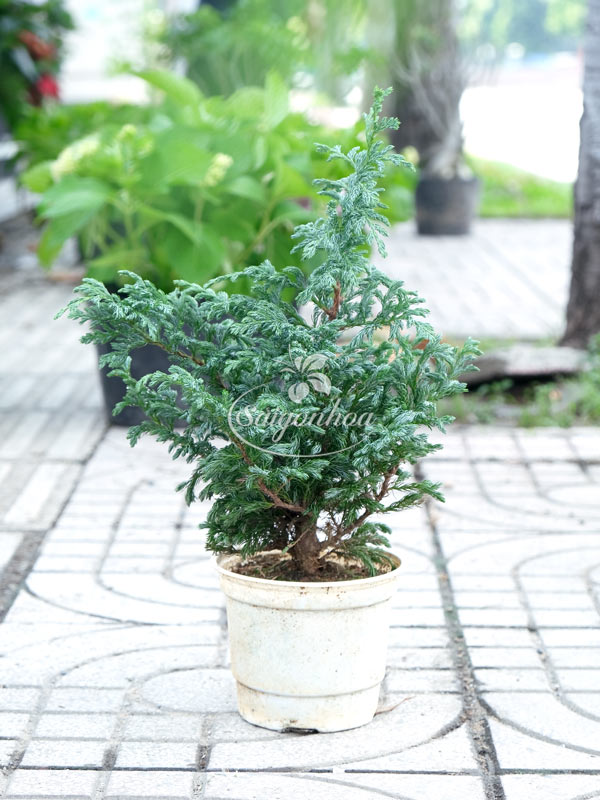 tung-tuyet-5