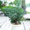 tung-tuyet-6