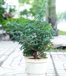 tung-tuyet-6