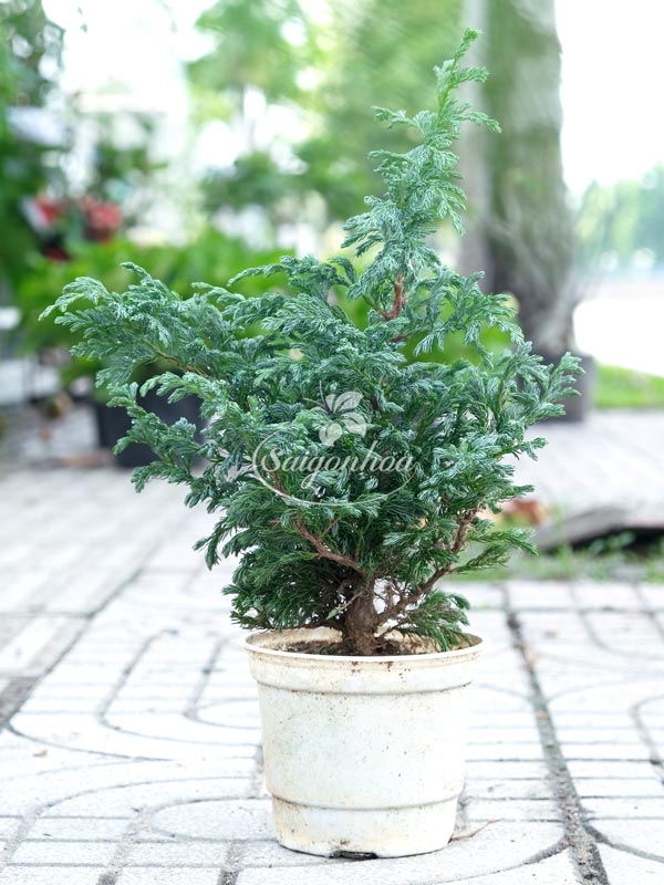 tung-tuyet-6
